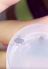 Rhipicephalus sanguineus