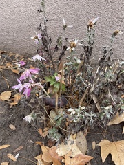 Berlandiera lyrata