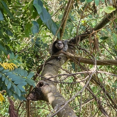 Callithrix penicillata