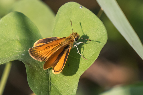 Tropical Least Skipper