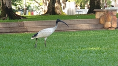 Threskiornis molucca
