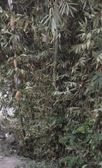 Bambusa oldhamii