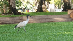 Threskiornis molucca