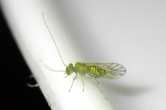 Austropsocus viridis