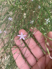 Stephanomeria