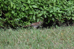 Toxostoma longirostre