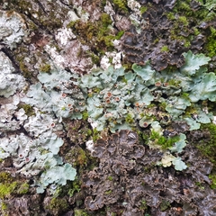 Ricasolia amplissima