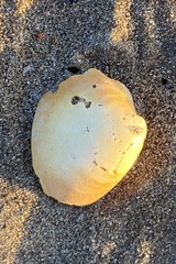 Eucallista purpurata
