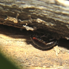 Loboptera decipiens