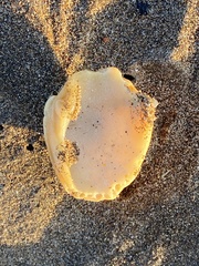 Eucallista purpurata