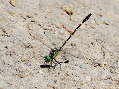 Austrogomphus prasinus