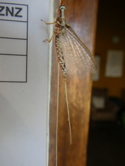 Ephemeridae