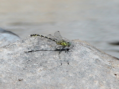 Hemigomphus comitatus