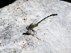 Hemigomphus comitatus