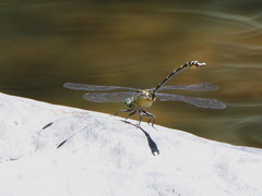 Hemigomphus comitatus