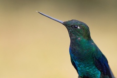 Pterophanes cyanopterus