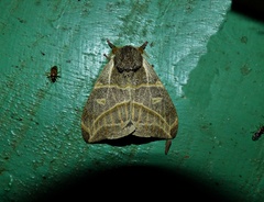 Austrolippa cruenta
