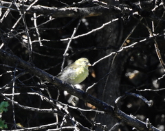 Spinus barbatus