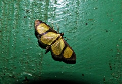 Phostria delilalis