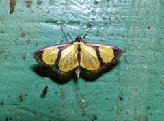 Phostria delilalis