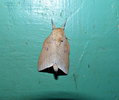 Adeloneivaia subangulata