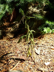 Cynoglossum creticum