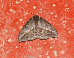 Automeris basalis