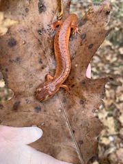 Gyrinophilus porphyriticus