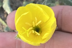 Oenothera