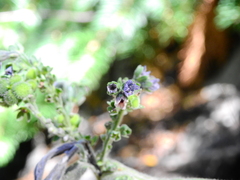Cynoglossum creticum