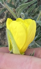 Oenothera