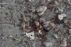 Pogonomyrmex barbatus