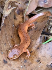 Gyrinophilus porphyriticus