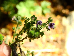 Cynoglossum creticum