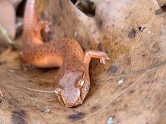 Gyrinophilus porphyriticus