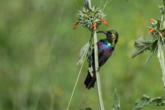 Cinnyris mariquensis