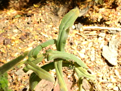 Cynoglossum creticum