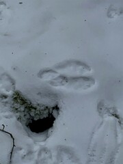Lepus americanus