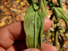 Cynoglossum creticum