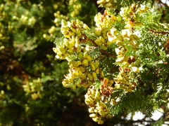 Austrocedrus chilensis