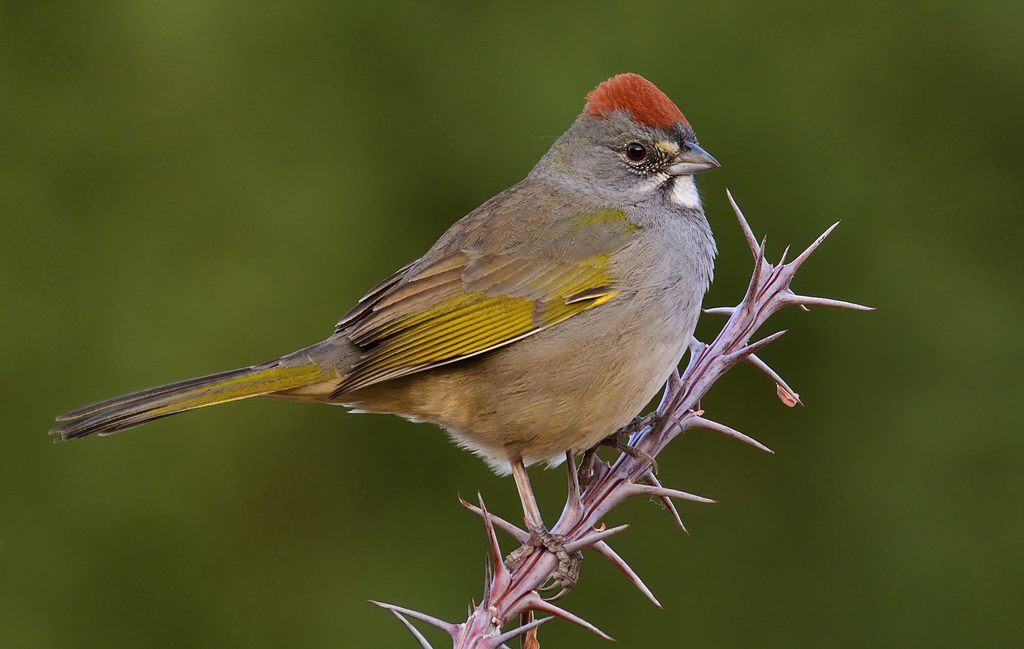 Green-tailed Towhee photo