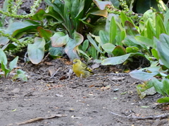 Spinus barbatus