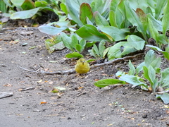 Spinus barbatus