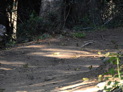 Spinus barbatus
