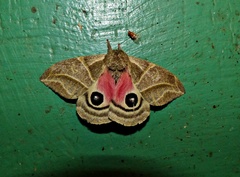 Austrolippa cruenta