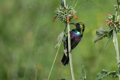 Cinnyris mariquensis