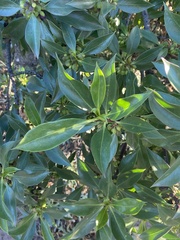 Myoporum laetum