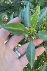 Myoporum laetum