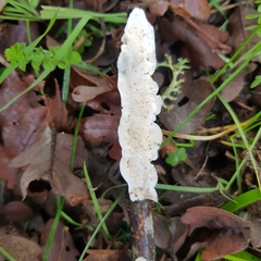 Byssomerulius corium