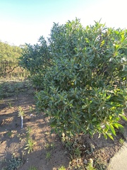 Myoporum laetum